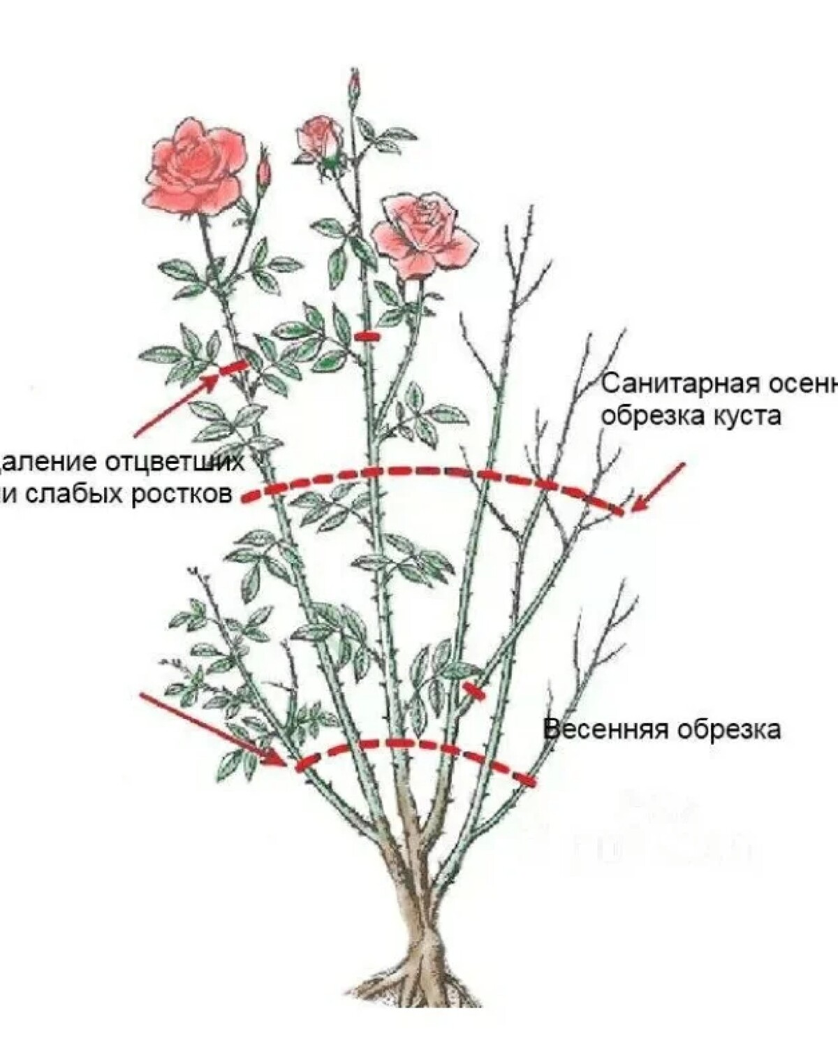 Роза плетистая Сантана обрезка