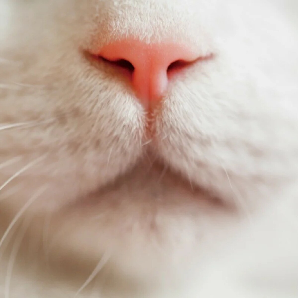 Met cat. Нос кота. Кошачий носик фото. Розовый кошачий носик.