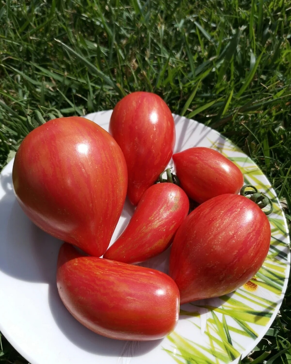 Томат дон жуан 0,1г седек. Дон жуан томат описание сорта. Дон жуан томат описание сорта. Томат дон жуан. Томат дон жуан фото.