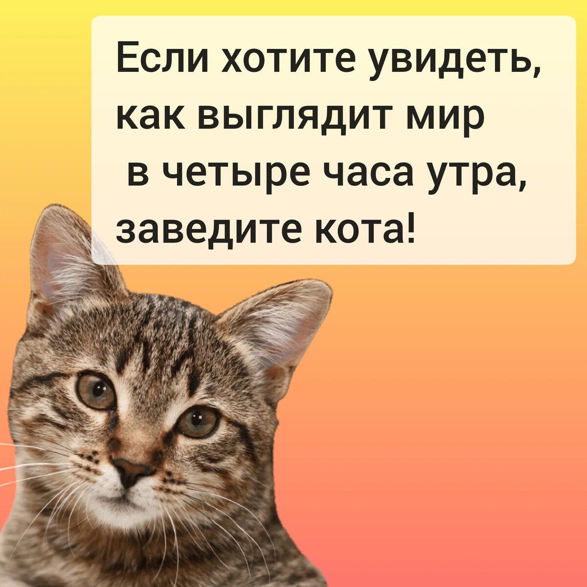 Кот бусик. Кот бусик. Кот бусик. Кот бусик. Кот дурачок мем.