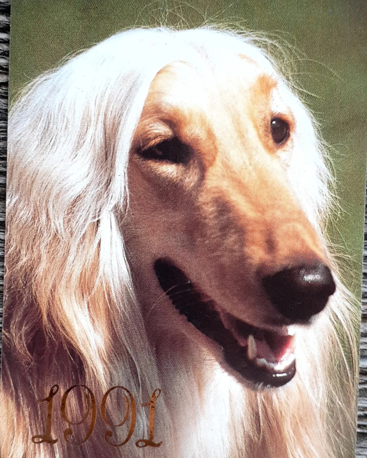 Золотистый эрдельтерьер. Породы собак раньше. Собаки 90 х. Немецкий боксёр раньше. Собаки 90 х.