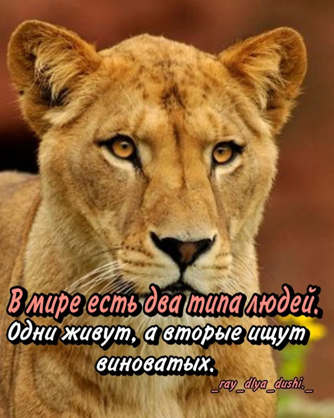 Фотки львицы