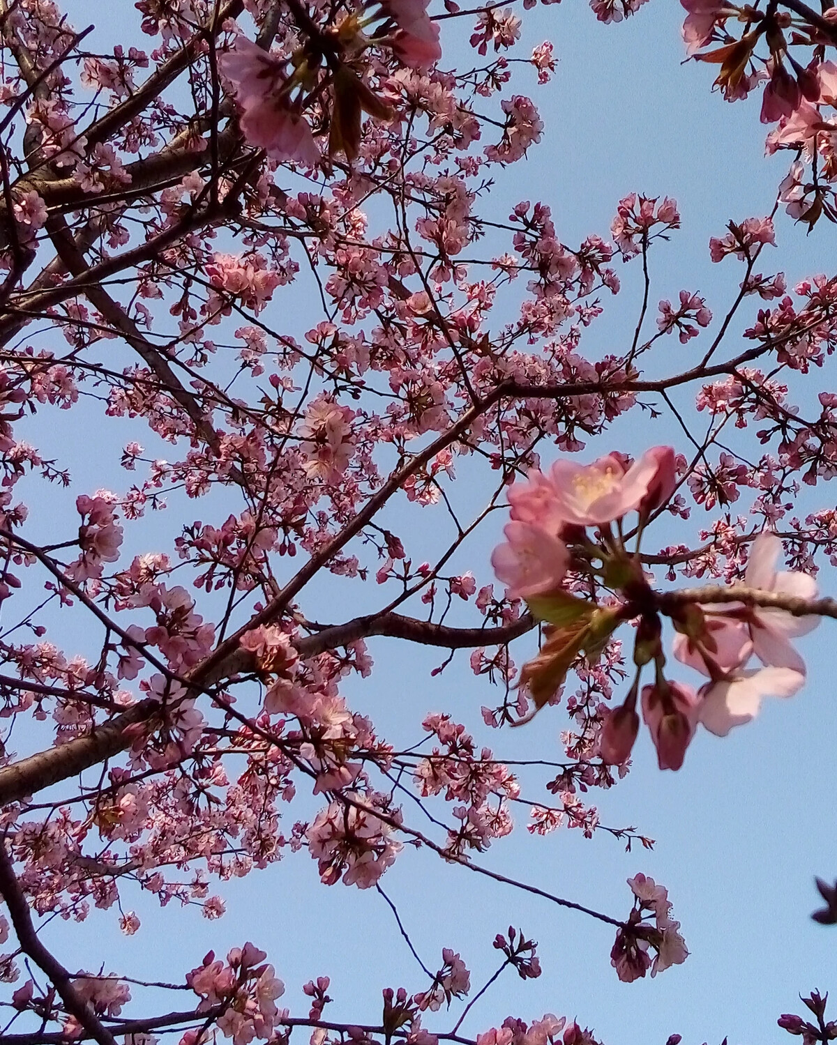 Sakura москва. Бирюлевский дендропарк цветение Сакуры. Сакура в дендропарке Бирюлево. Бирюлевский дендропарк Москва Сакура. Дендрарий Царицыно Сакура.