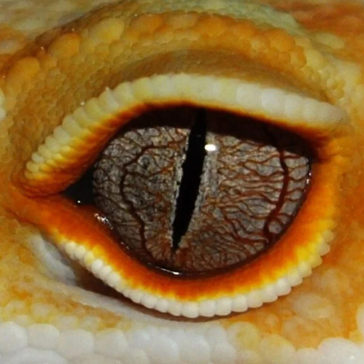 Прозрачные веки у змей. Змеиный глаз эублефар. Эублефар глаза. Геккон эублефар глаза. Глаза эублефара.