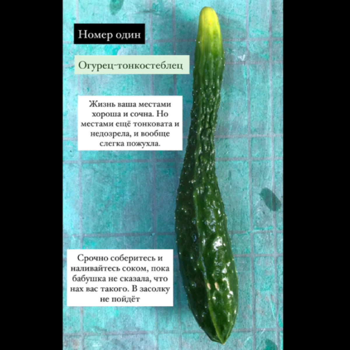 сорт огурцов эверест. огурец король грядки f1. какой ты огурец. какой ты огурец. сорт огурца деревенский разносол.