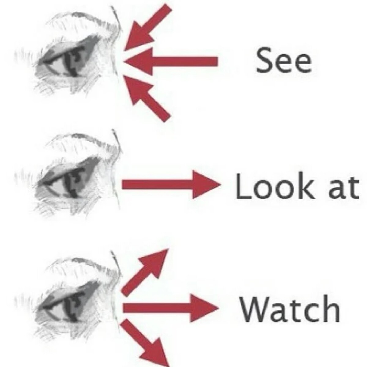 Look watch. Look see watch разница. See look watch. Глаголы see look watch. Английские глаголы see look watch.