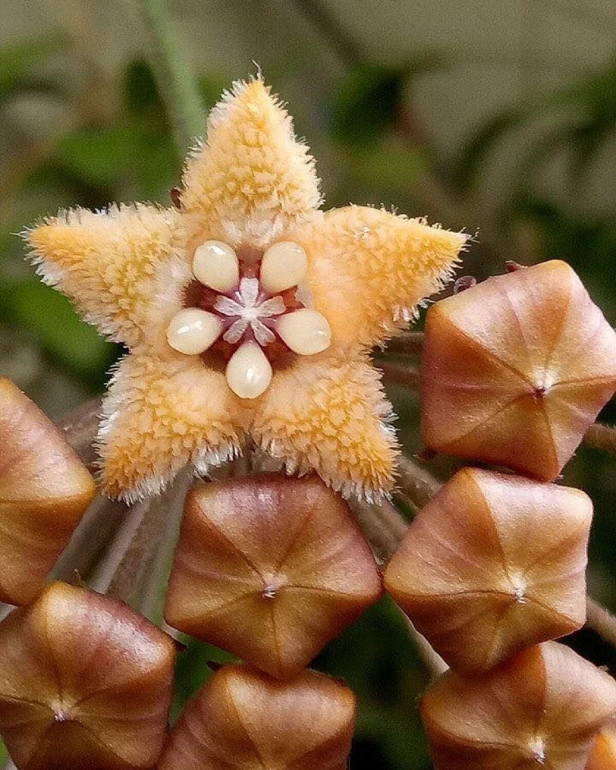 Забавные цвета. Хойя chewiorum. Хойя calycina. Хойя hamiltoniorum. Пусилла Хойя.