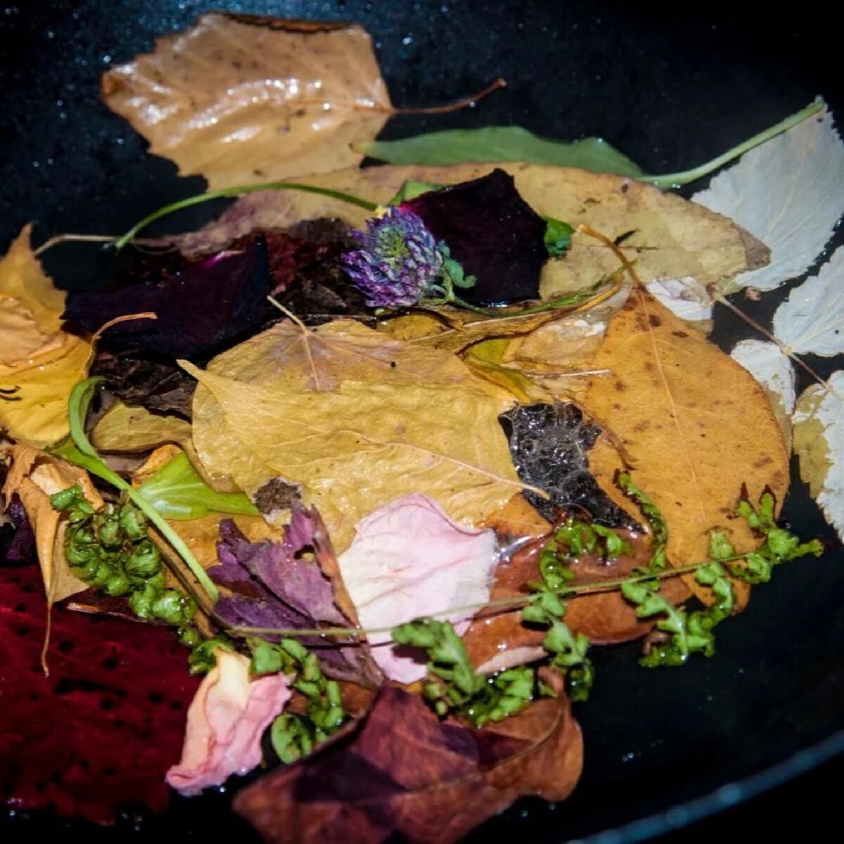 чай из листьев гуавы. листья в глицерине для поделок. варя листья. варя листья. базилик бэйби лист.