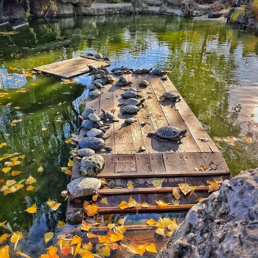 парк лога каменск шахтинский фото