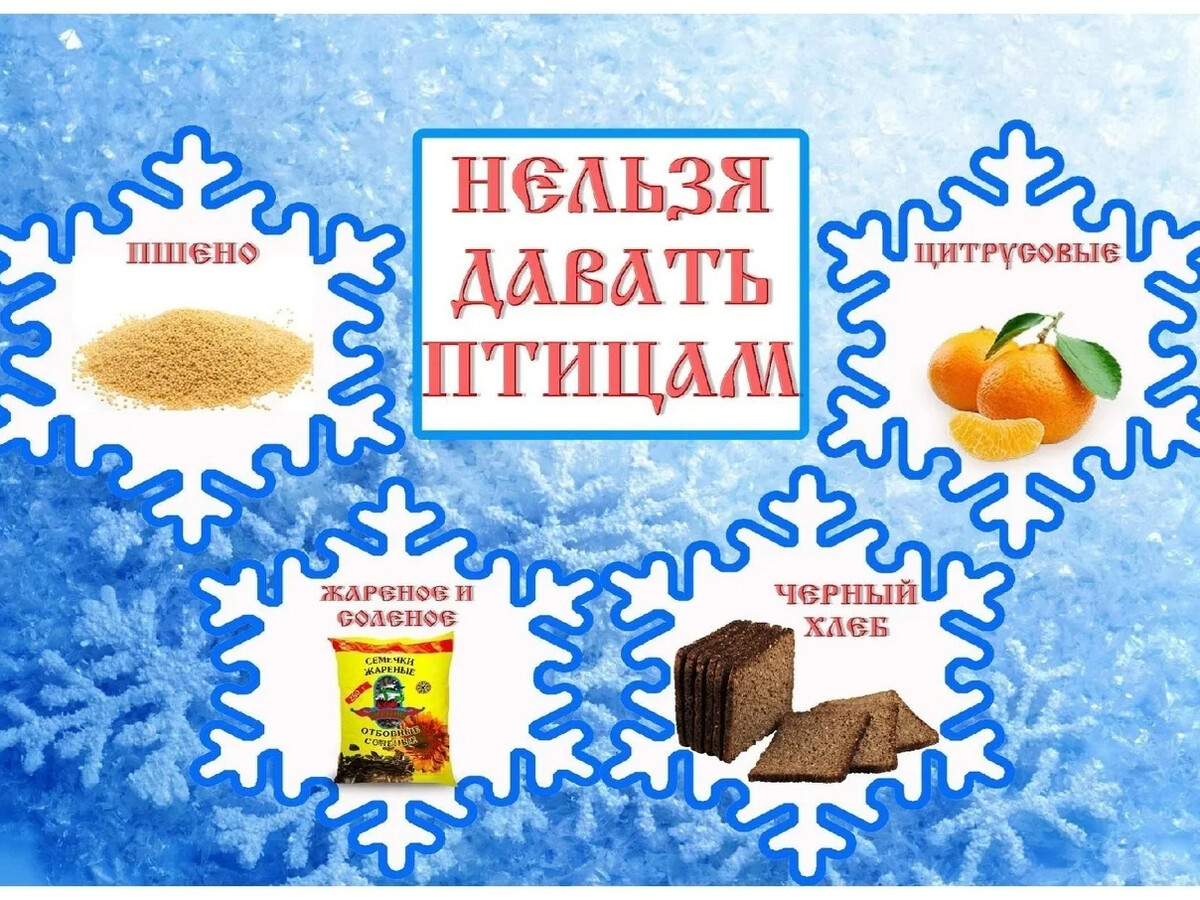Чем нельзя кормить птиц зимой. Что нельзя давать зимующим птицам. Меню для зимующих птиц. Че нельзя кормить птиц зимой