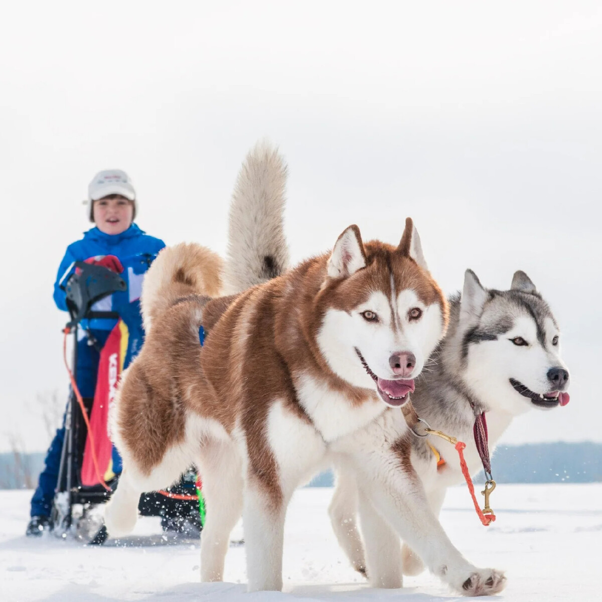 Отзывы заводчиков о хаски как породе
