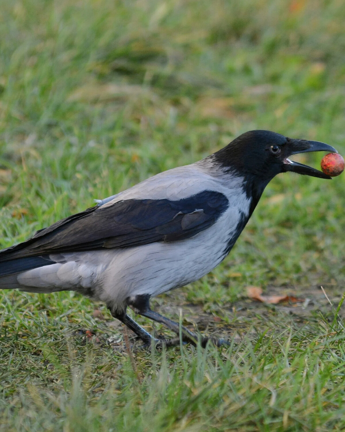 серый вороненок. серый ворон 1. Corvus cornix слёток. популяции серой вороны в пределах евразии. серая ворона.