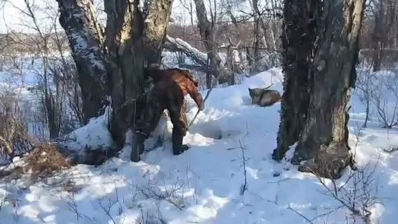 Охота на медведя в берлоге. Охота на медведя зимой на берлоге. Охота на медведя из берлоги.