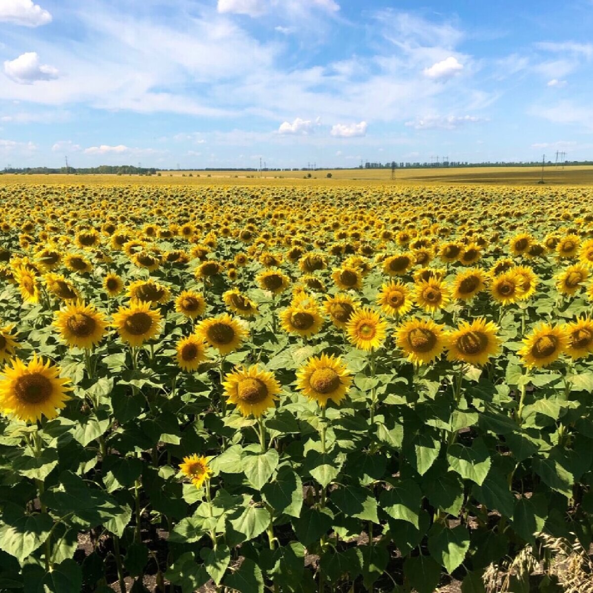 Поле подсолнухов фото