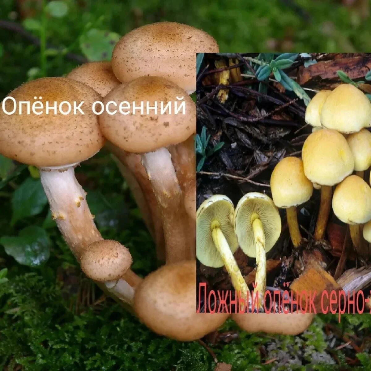 Двойники опят ядовитые