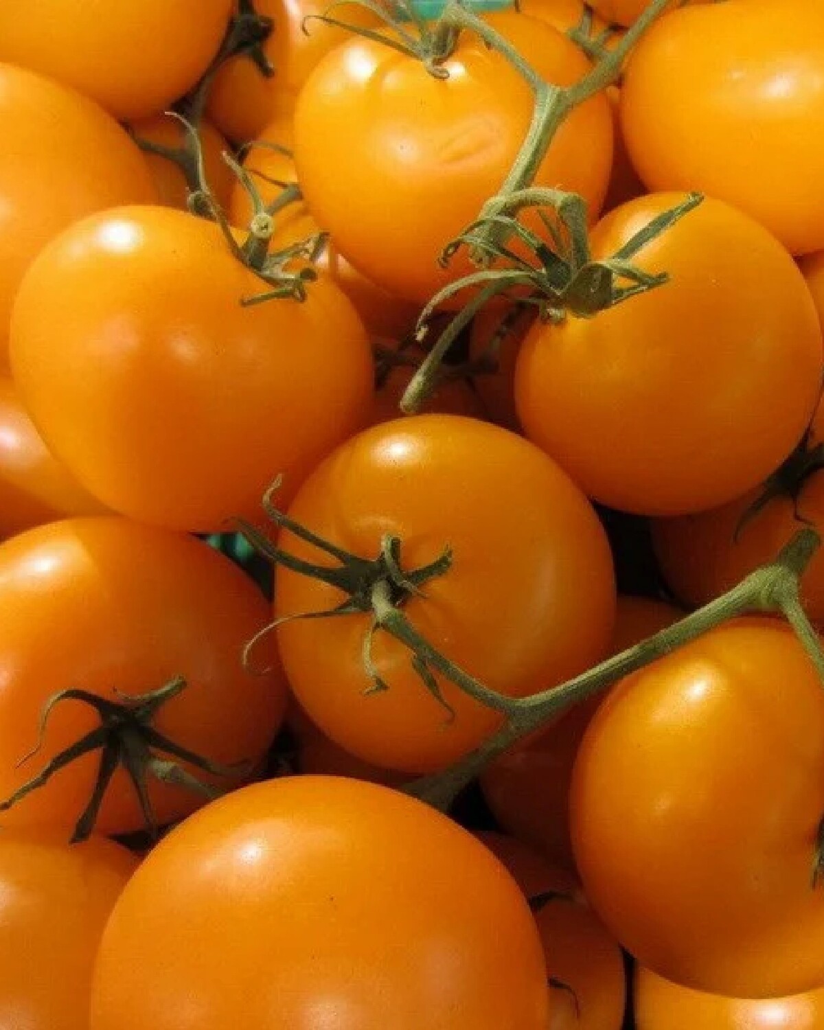 помидоры зира азербайджан