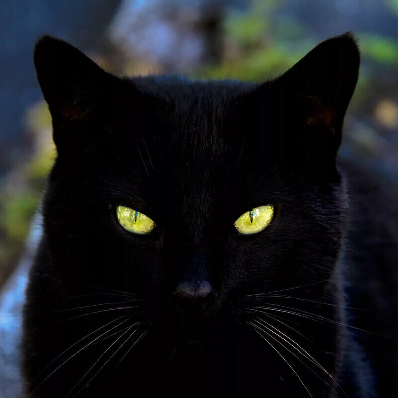 Картинки черных котов с желтыми глазами
