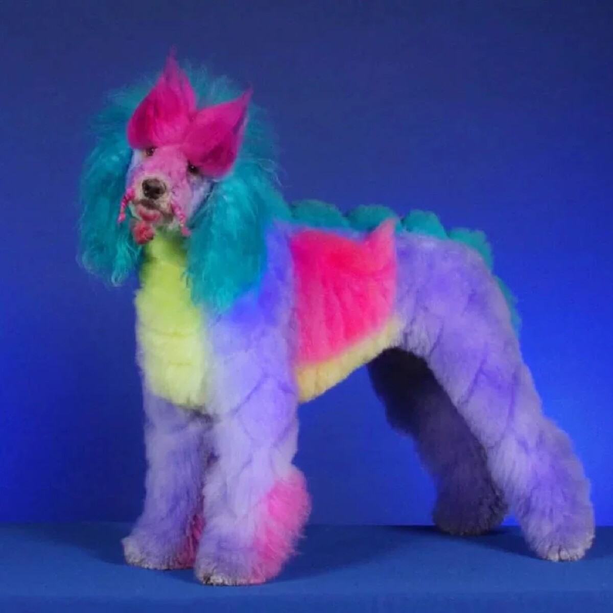 Собака с разноцветной шерстью