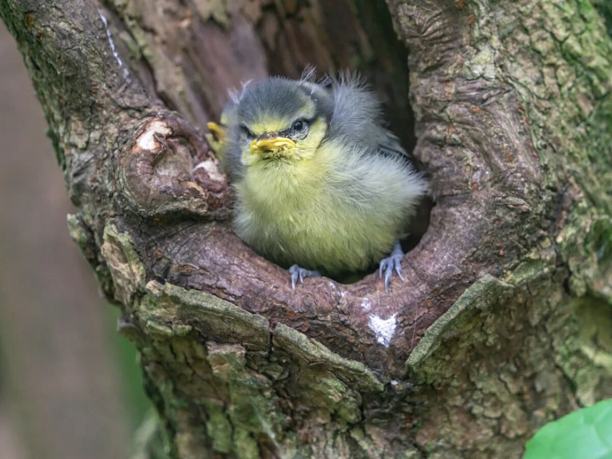 Птенец лазоревки. Птенец лазоревки. Птенец синицы. Синица птенец. Птенец синицы лазоревки.