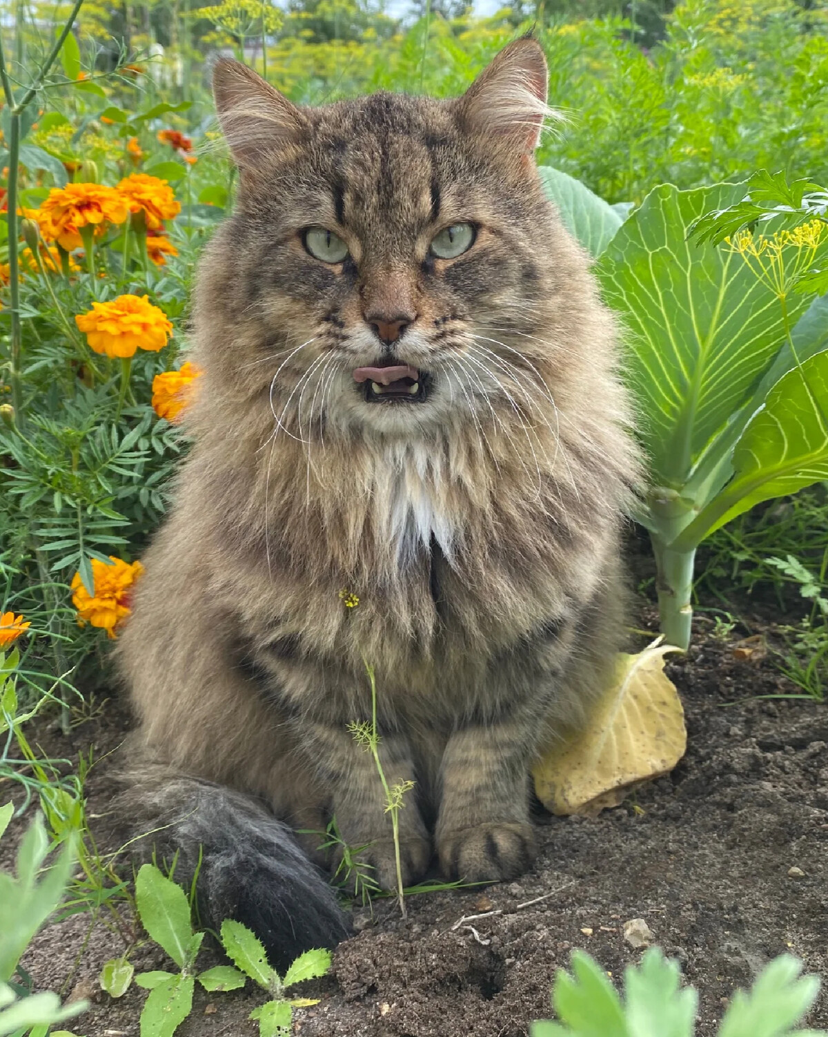 Кот Василий