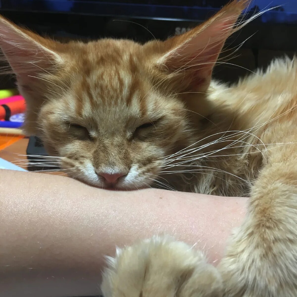 Как отучить кота кусать ноги в кровати