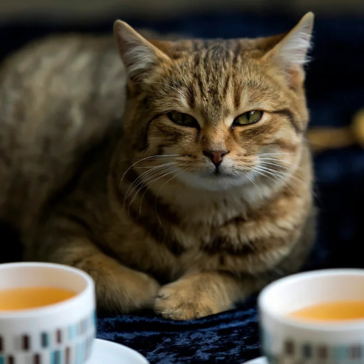 Котик и кофе картинки