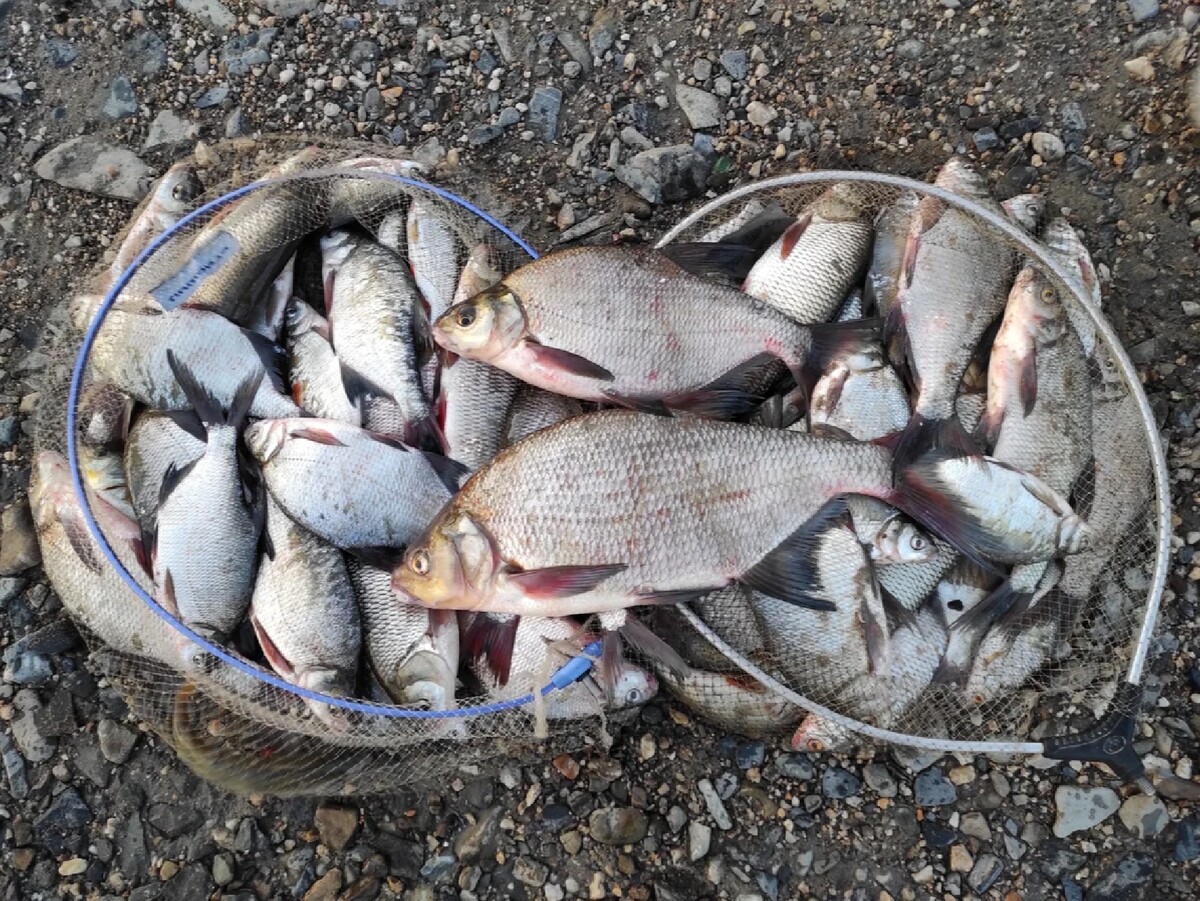 шахи рыбалка. шахэ сочи. река шахе форель. рыбак россия. морская рыбалка сочи.