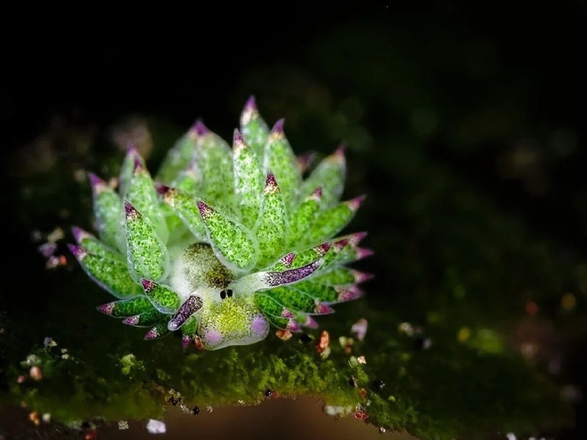 Costasiella kuroshimae - «морская Овечка»