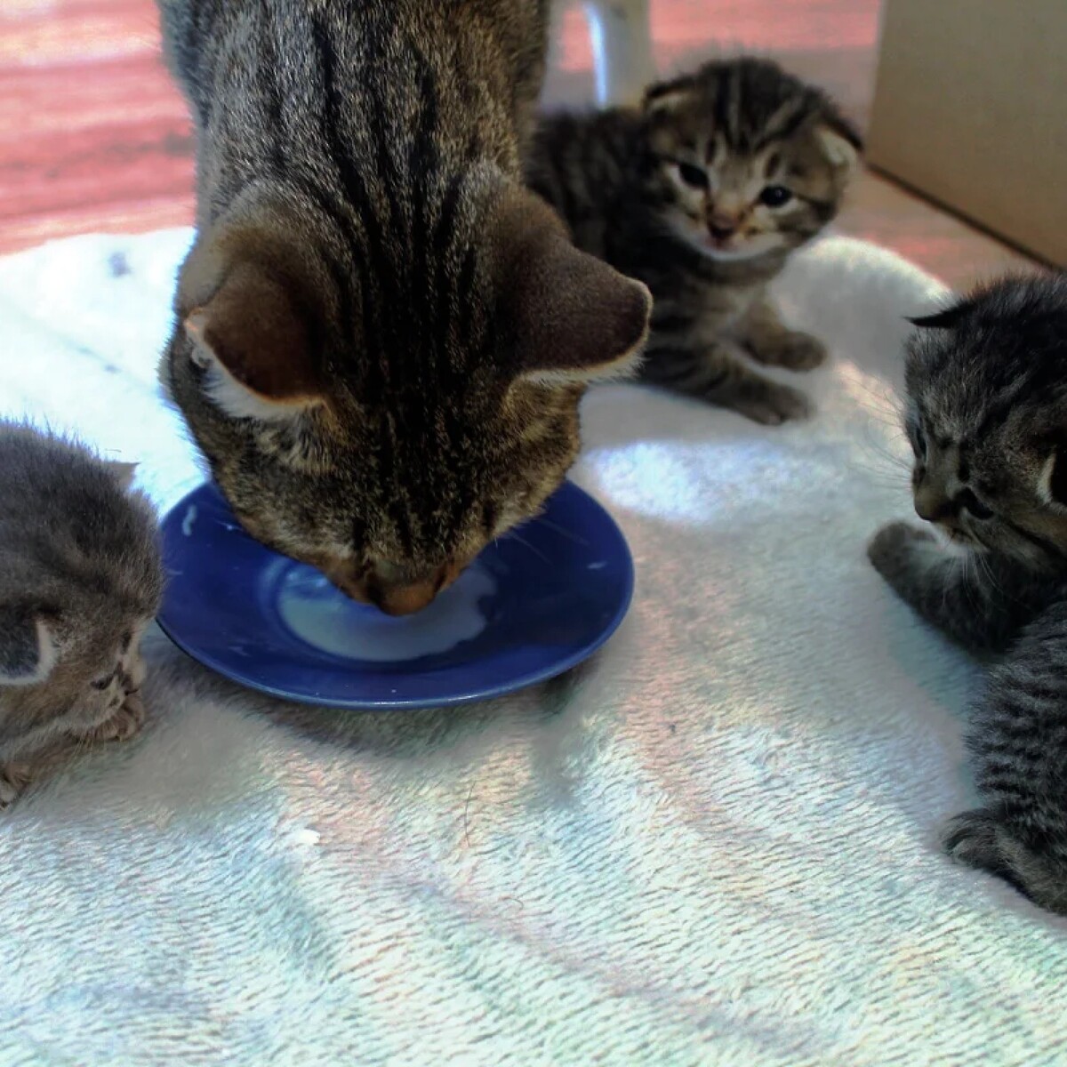 когда котенок начинает сам кушать. когда котята начинают ходить. когда котёнок начинает сам кушать. когда утята начинают есть сами. когда котята начинают ходить.