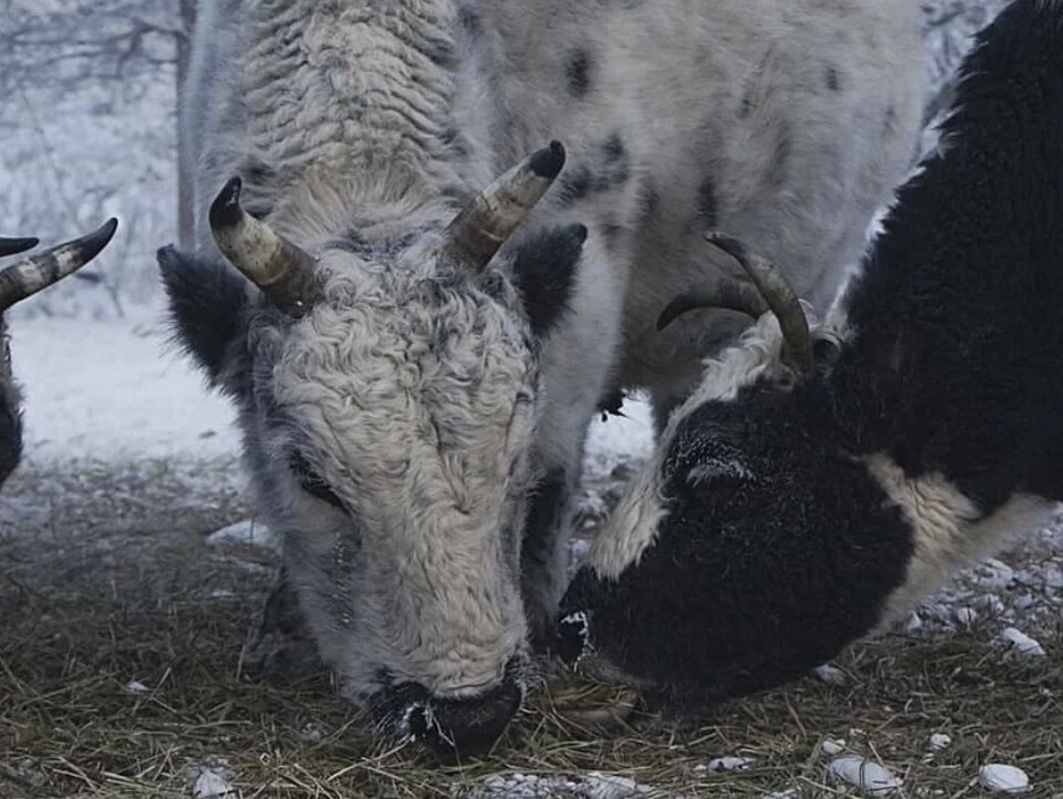 Почему коровы якутской породы особенные?