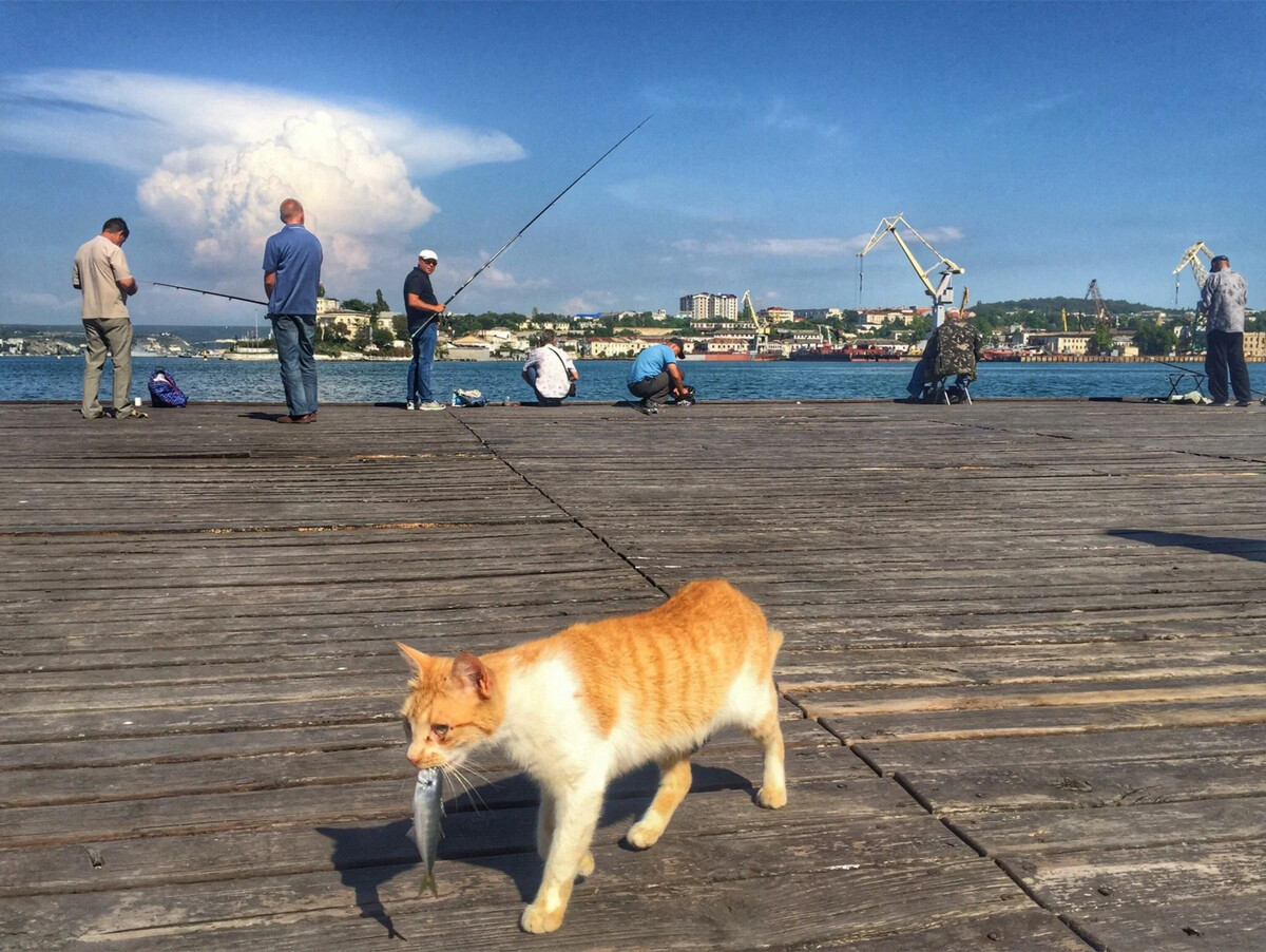 Кот на набережной