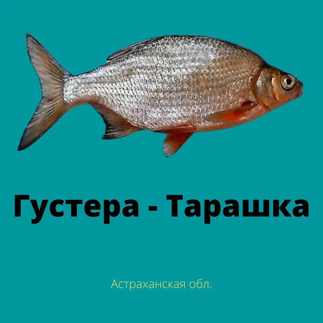 Рыба в Астрахани виды. Разновидность Астраханской рыбы. Рыбы Астрахани названия. Виды рыб в Астраханской области.