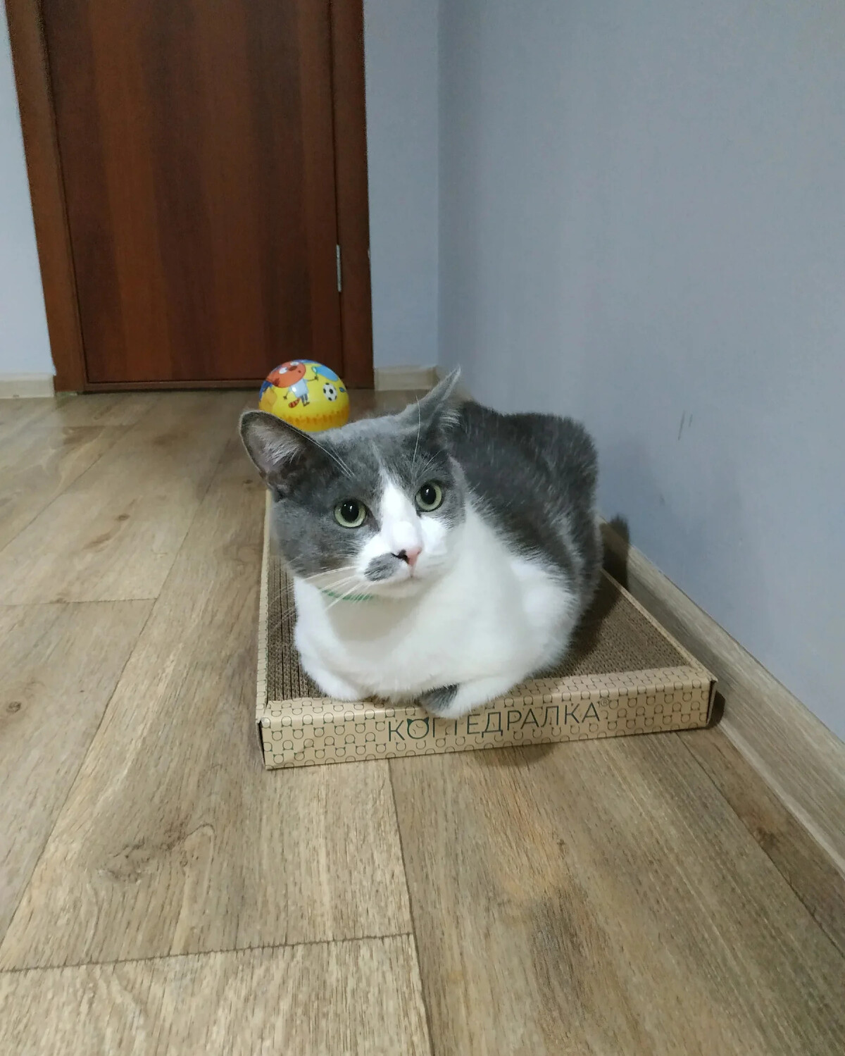 какие запахи любят кошки. четыре лапы дзен. боги любят вкус человеческого пота. четыре лапы дзен. четыре лапы дзен.