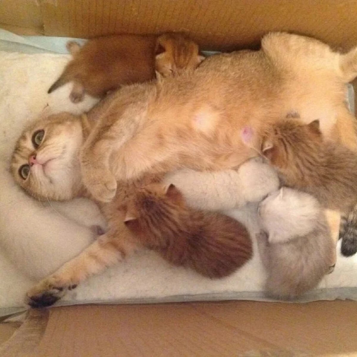 Уставшая мама кошка с котятами