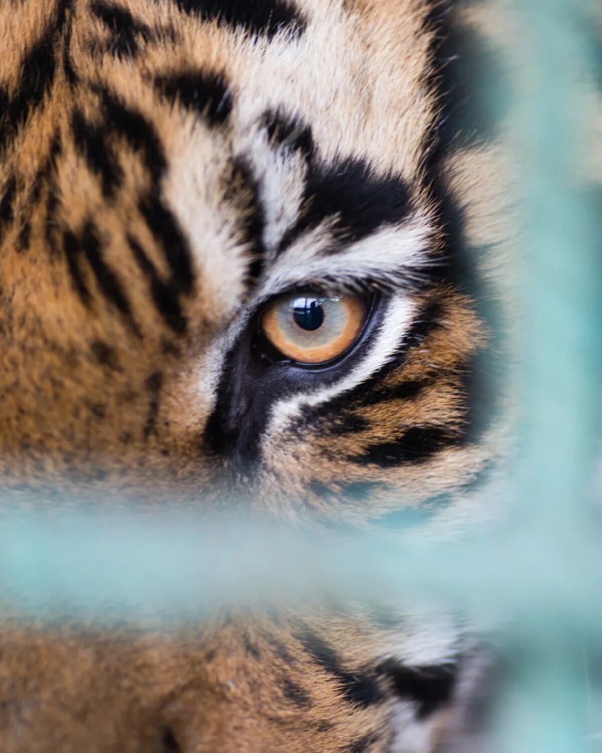 Глаз тигра видео. Глаз тигра. Взгляд тигра. Тигр глаза.