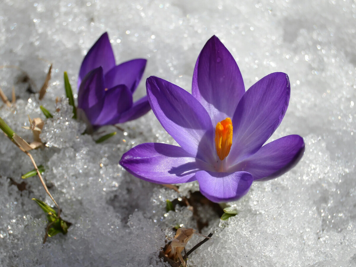 Где то под снегом уже тихонько дышит Весна