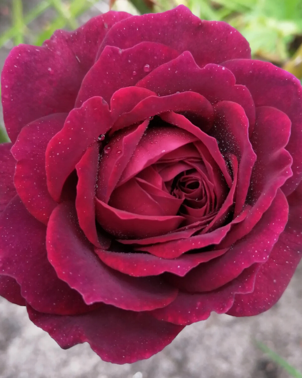 Астрид графиня фон Хандерберг- очень пышный куст и Лучшая ароматная роза. Фотогр