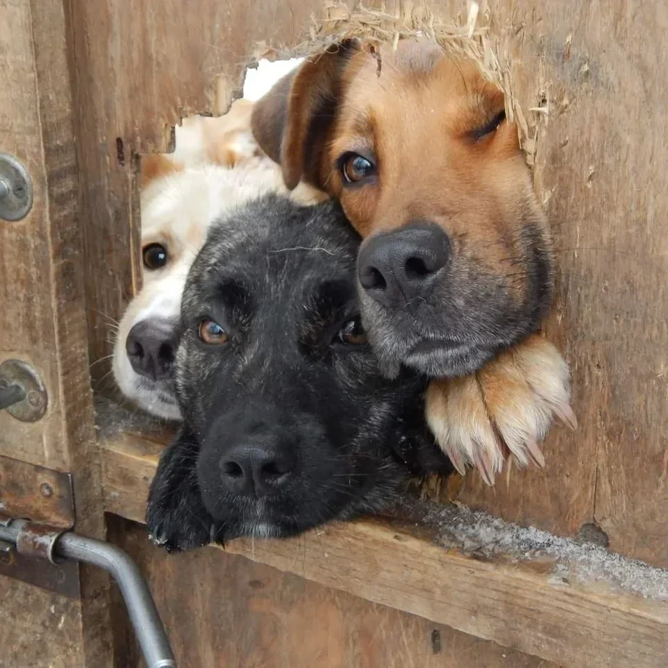 любопытных событий. три собаки. любопытных событий. эти забавные животные. день любопытных 4 сентября картинки.