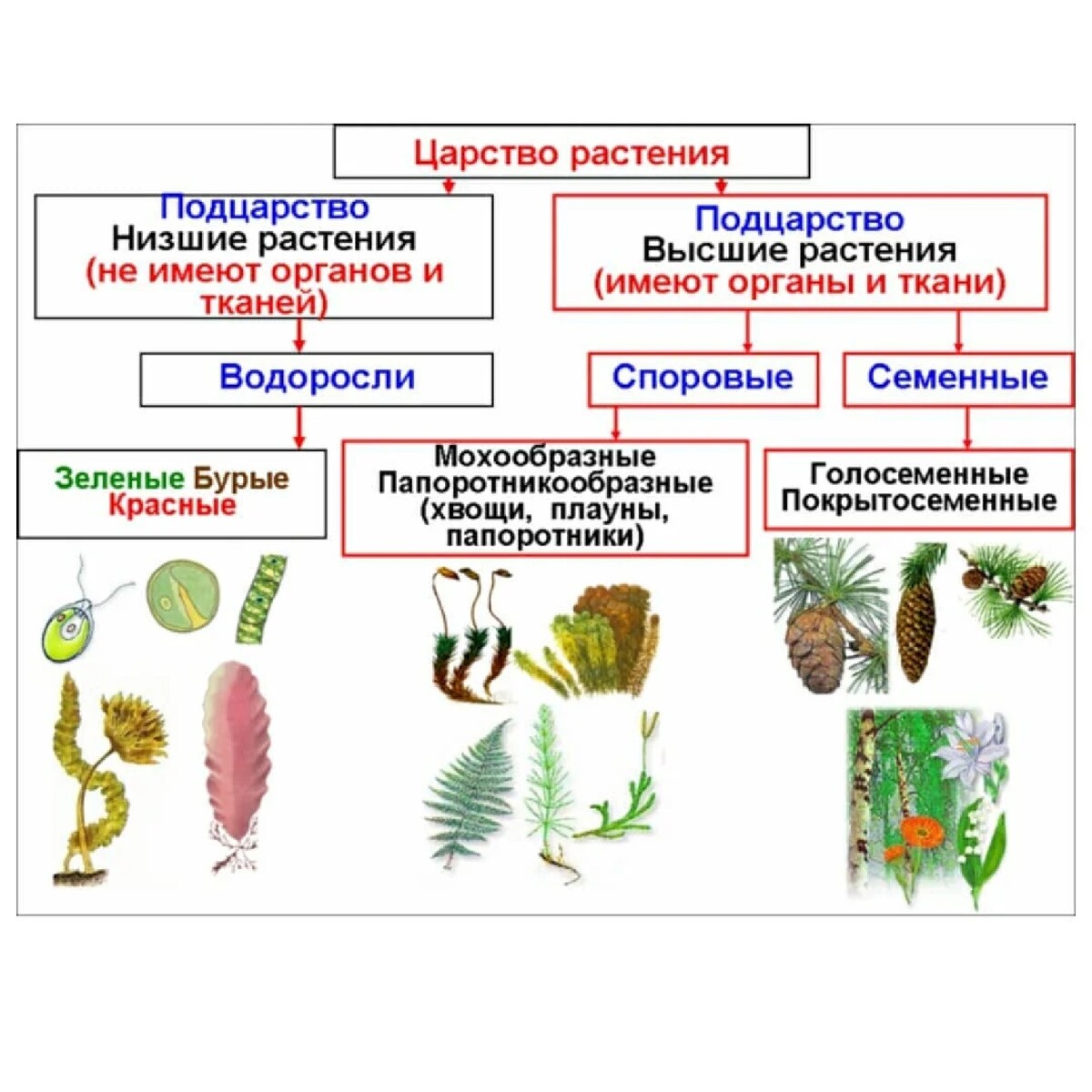 Многообразие высших споровых растений