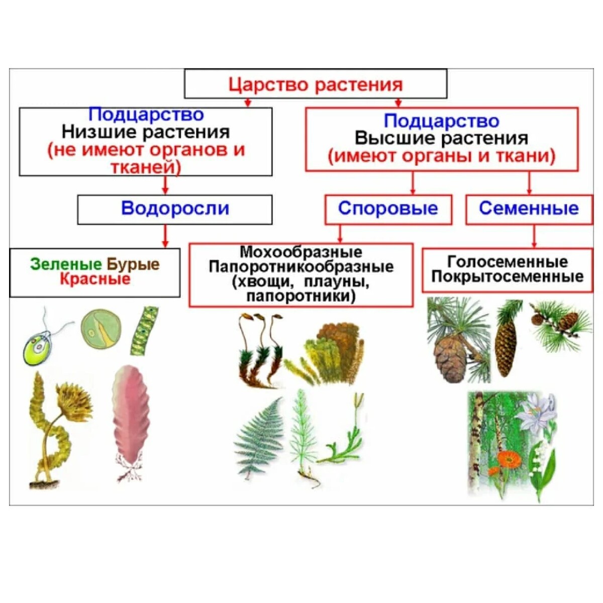 Подцарство низшие растения водоросли