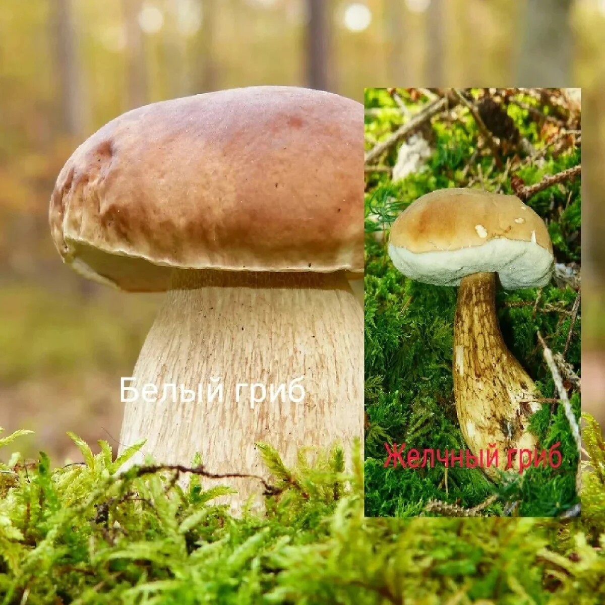 Белый гриб и его двойник