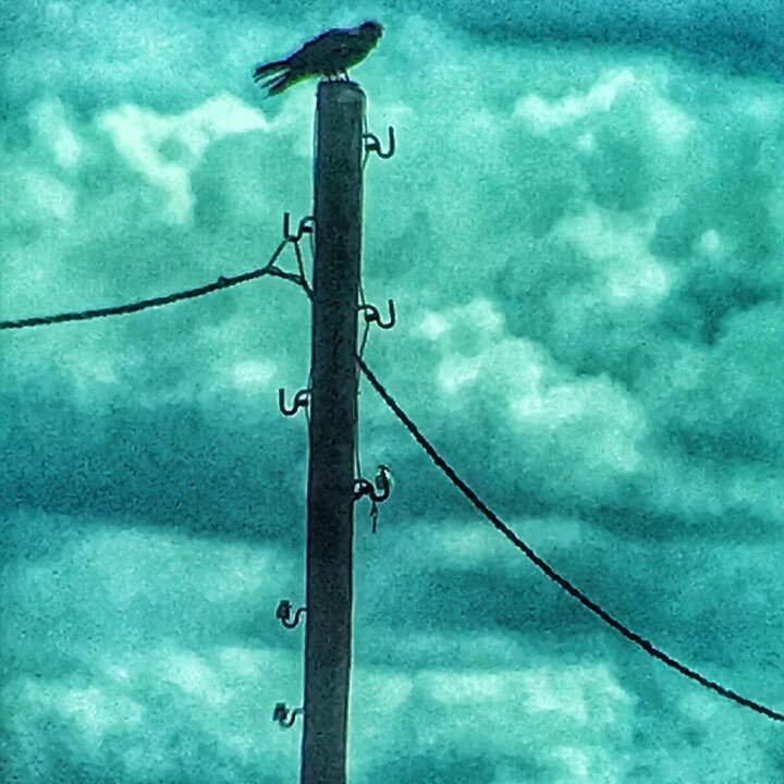 Птицы на проводе. Птицы сидят на проводах. Вороны на проводах. Арт столбы птицы.