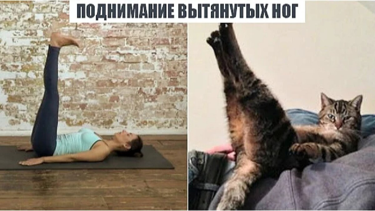 Повтори котика. Йога коты. Поза йоги кошка. Кошачья поза человек. Кошачья зарядка.