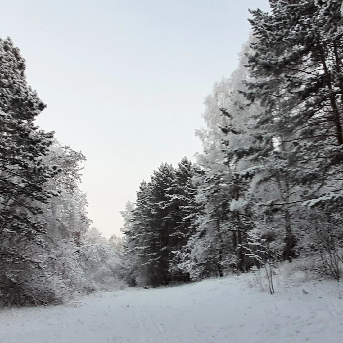 Зима в Сосновом лесу фото