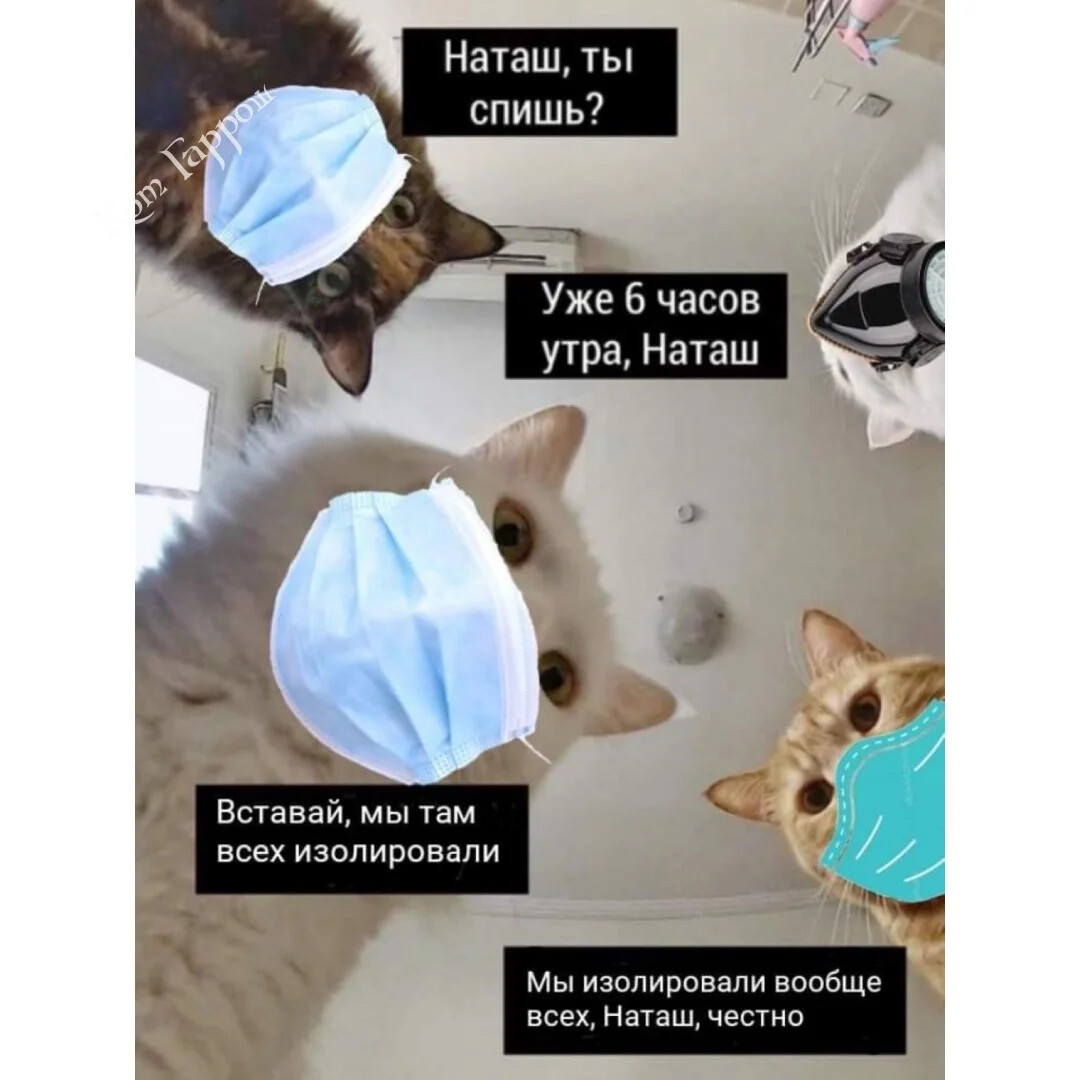 Наташа и коты мемы