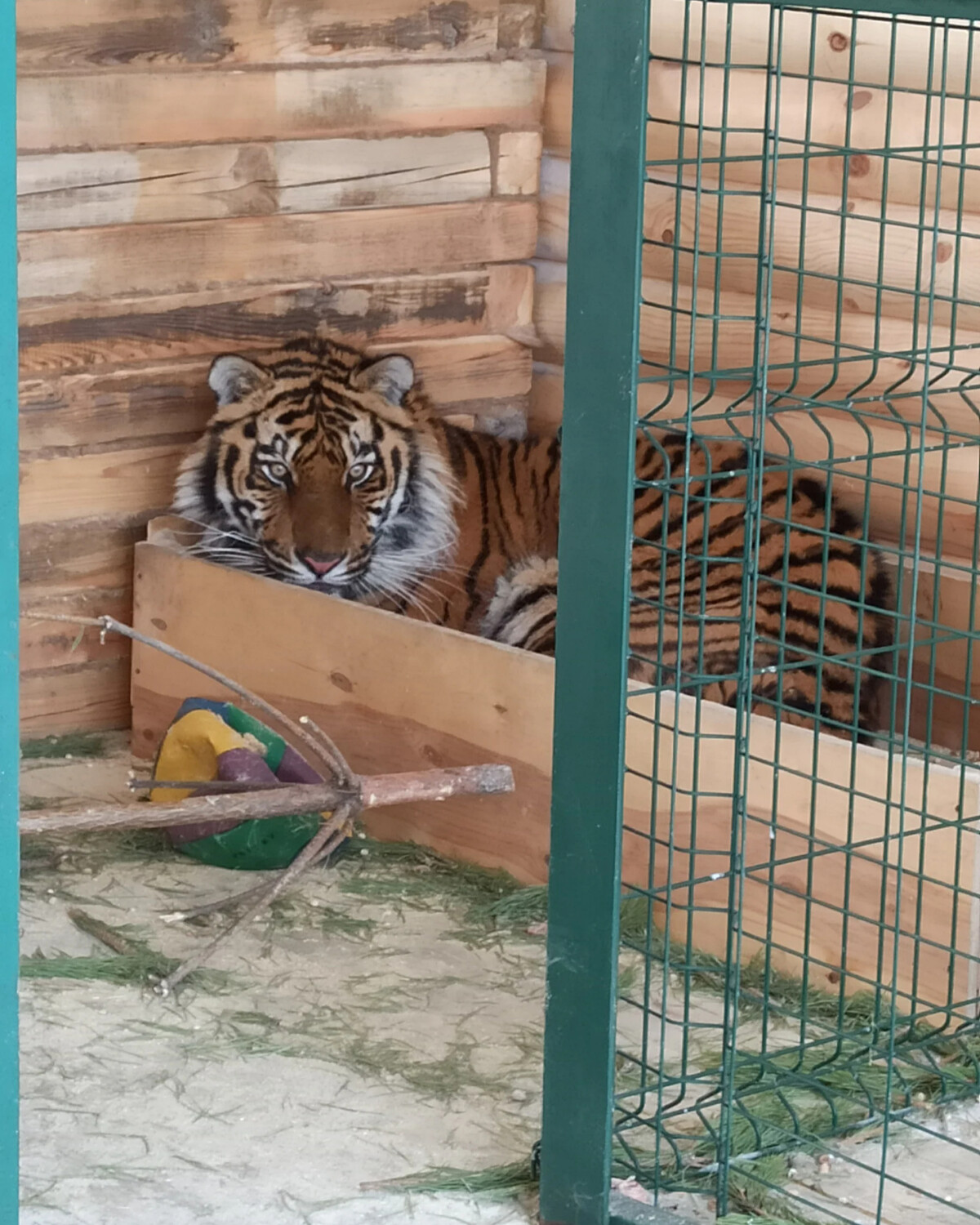 Приют для диких животных. Приют для диких кошек. Рапполово велес. Центр велес диких животных спб. Юлия попова приют для диких животных и птиц "спаси меня".