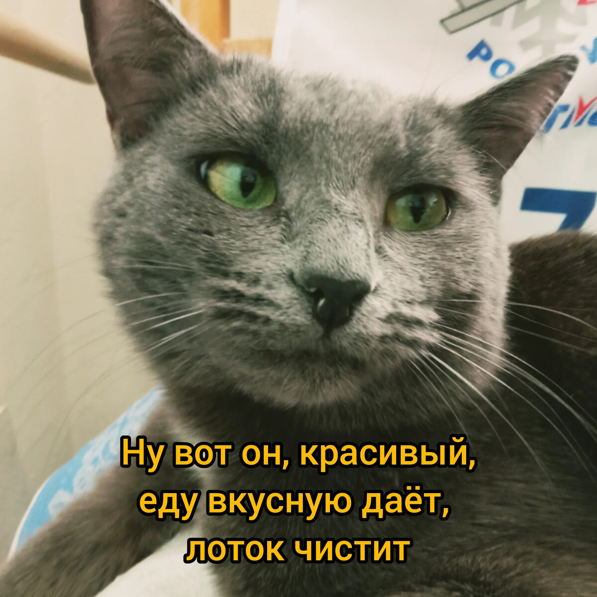 Здоровый блеск шерсти и яркие глаза.