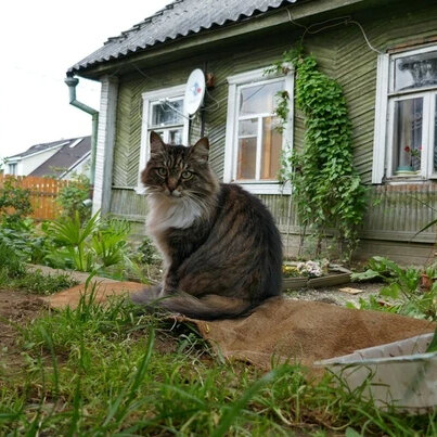 Кот на даче картинки