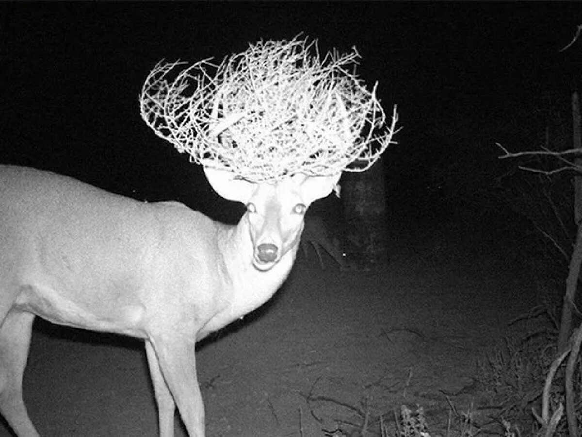 Ночная скрытая. Странные снимки с фотоловушек. Ночная съемка животных. Страшные снимки с фотоловушек.