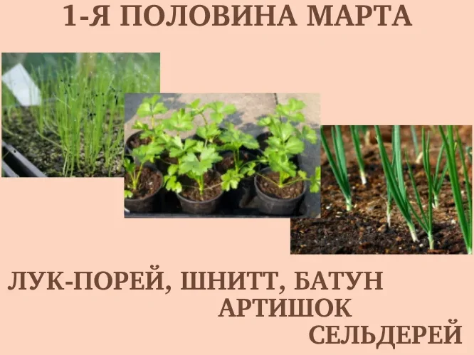 График посадки семян на рассаду в 2024г. График посадки рассады в Сибири в 2024 году. График высадки рассады на 2024 год. Шаг посадки петрушки на рассаду на ленте. График посадки помидор на рассаду в 2024.